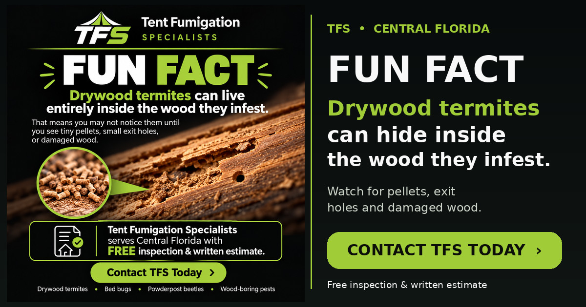 TFS termite fun fact card